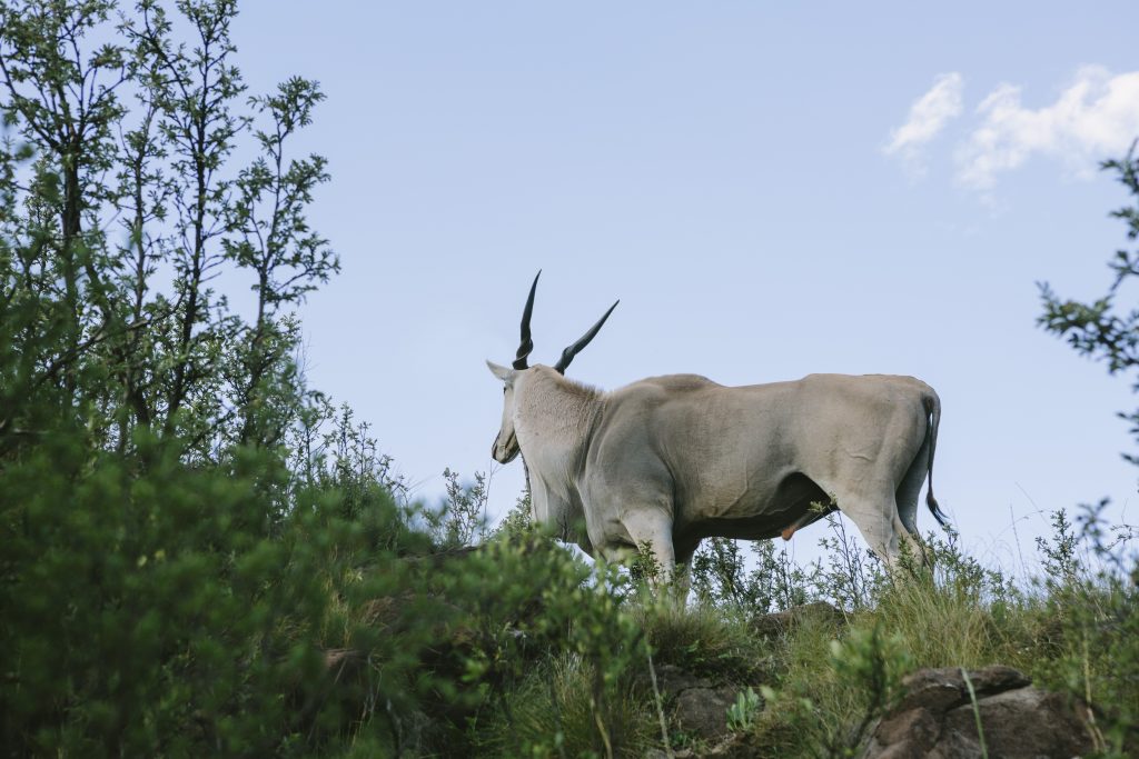 Eland in Tsehlanyane National Park, lesotho